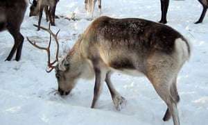 inside problem mouth selling a are meat problem Ikea is reindeer again there inside problem mouth selling a are meat problem Ikea is reindeer again there