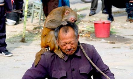 messed monkey rhesus spartacus cen beating europics