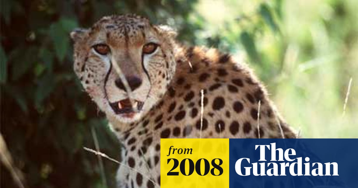 Fossilised Skull Suggests Cheetahs Evolved In Asia Not Americas Science The Guardian Fossilised Skull Suggests Cheetahs Evolved In Asia Not Americas Science The Guardian