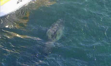 Channel Seven screengrab of shark believed to have attacked Brian Guest near Perth