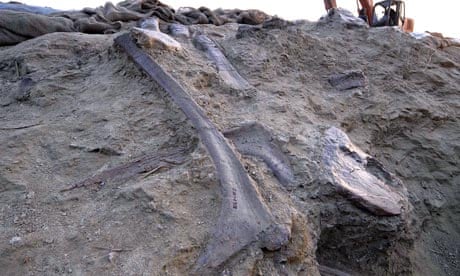 Dinosaur bones find is world's biggest, says China | Dinosaurs | The ...