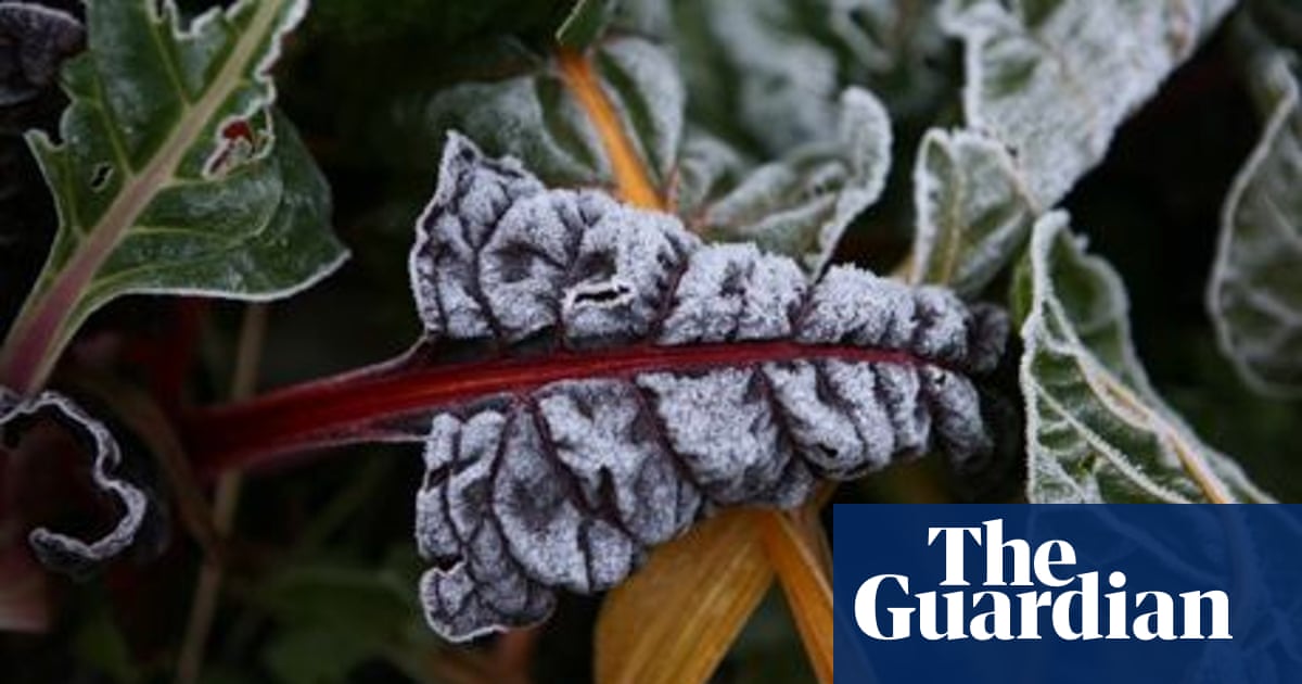 Things to do in January Gardens The Guardian