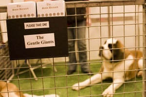 The Kennel Clubs' Discover Dogs dog show | World news | The Guardian
