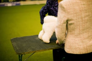 The Kennel Clubs' Discover Dogs dog show | World news | The Guardian