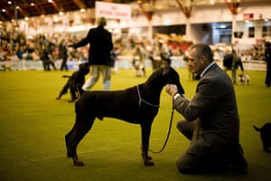 The Kennel Clubs' Discover Dogs dog show | World news | The Guardian