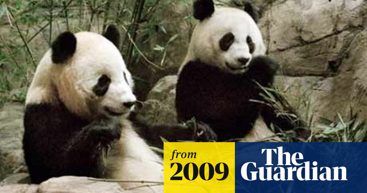 Get Washington Dc S National Zoo Cannot Keep Up With Three Giant Free Wallpaper Washington Dc S National Zoo Cannot Keep Up With Three Giant Desktop Wallpaper Free