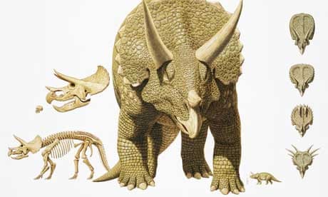 Dinosaur: Triceratops