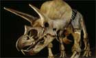 Dinosaur: Triceratops skeleton