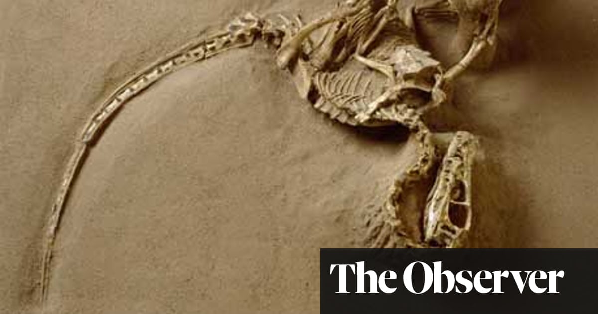 Dinosaur Directory Velociraptor Science The Guardian