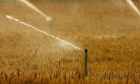 водный кризис, Калифорния, засуха, урожай пшеницы
