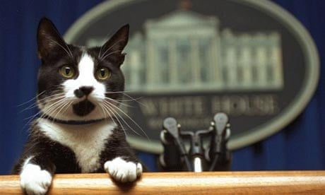 President Bill Clinton's cat, Socks. Photograph: Marcy Nighswander/AP