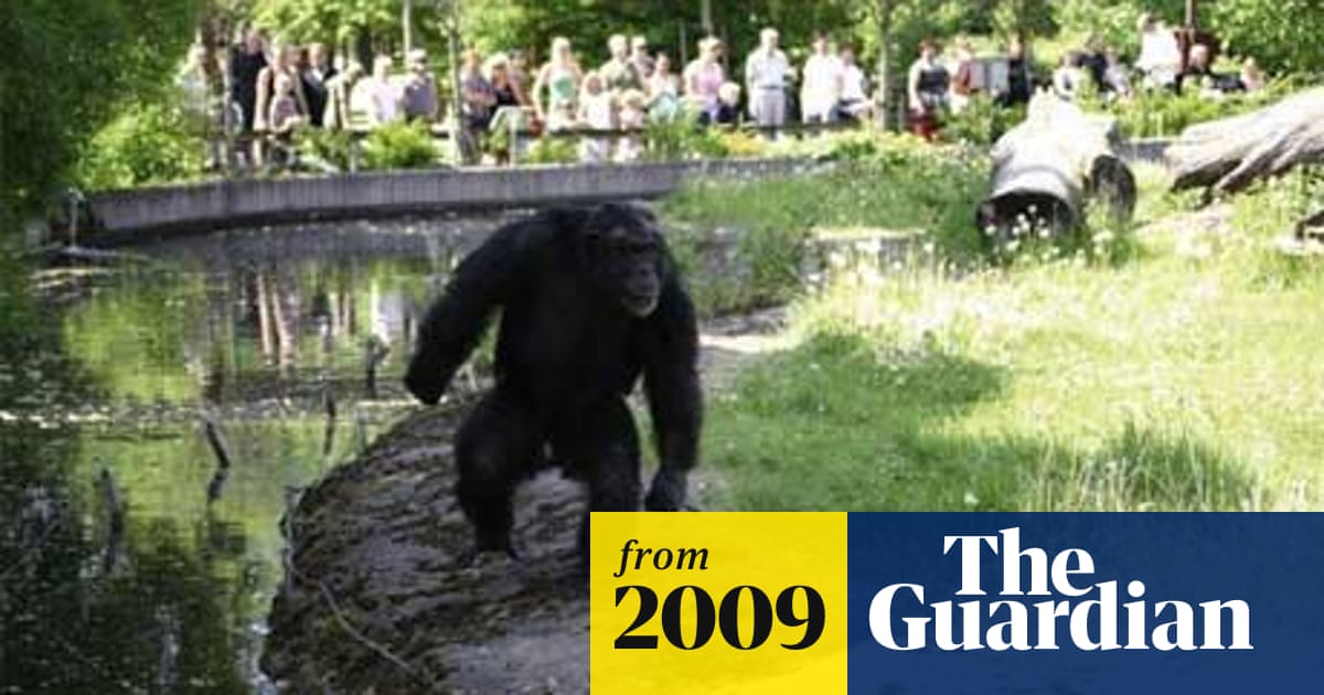 Gorilla User Testing Using Primates To Advance Human Centered
