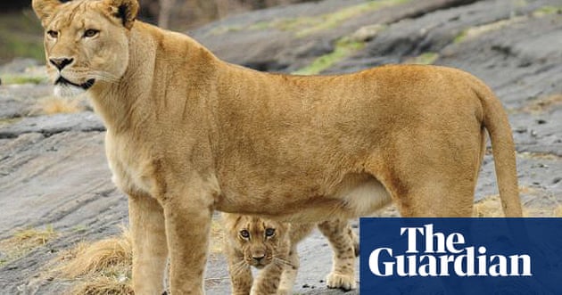 Animals at the Bronx zoo | World news | The Guardian
