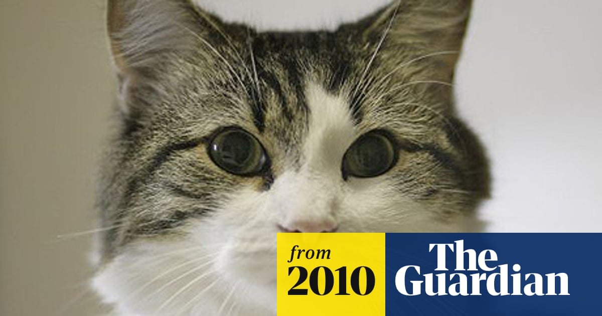 oscar the death cat goes to hollywood