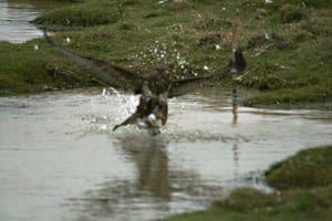 Gallery Bird taken by buzzrad: A buzzard swoops down and flies off with the Grey Phalarope bird 