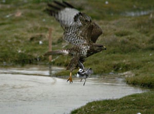 Gallery Bird taken by buzzrad: The buzzard flies off with the Grey Phalarope in its claws