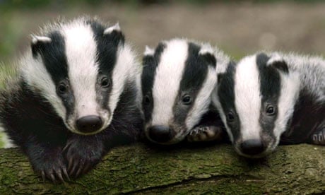 Badger cubs in the Westcountry