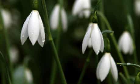 Snow drops blooming late