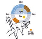 Napping illustration