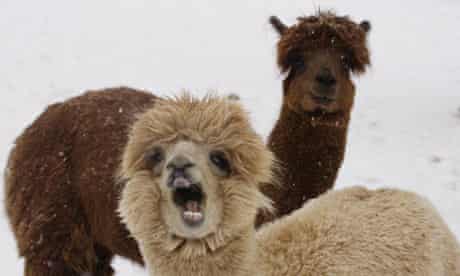 Week in Willdlife : Alpacas enjoy Washington's first snow of the year 