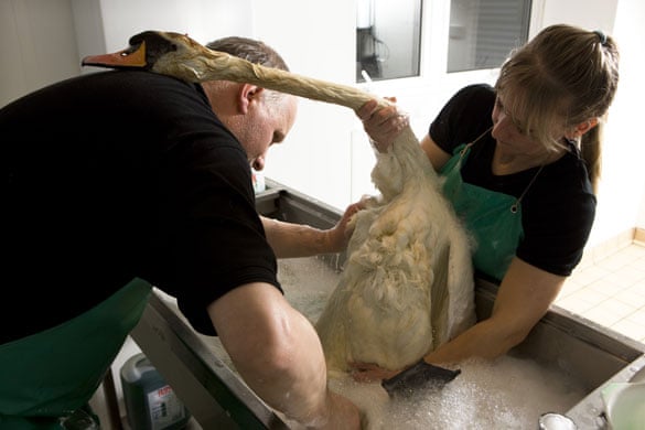 middlebank wildlife centre fife Middlebank is the Scottish SPCAs  It is not a sanctuary,