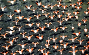 Gallery The week in wildlife: Flamingos fly over a lake near Santa Rosa de la Pampa