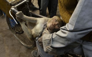 Gallery The week in wildlife: Pet monkey Rani clutches on to cart puller