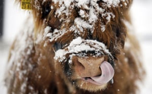 Gallery The week in wildlife: A Highland cattle stands in the snow on a pasture