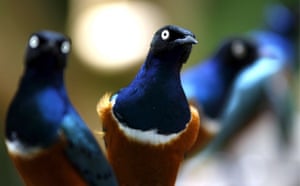 Gallery The week in wildlife: Birds in Singapore's Jurong Birdpark
