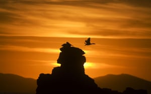 Gallery The week in wildlife: A heron flies past a pelican sitting on a rock