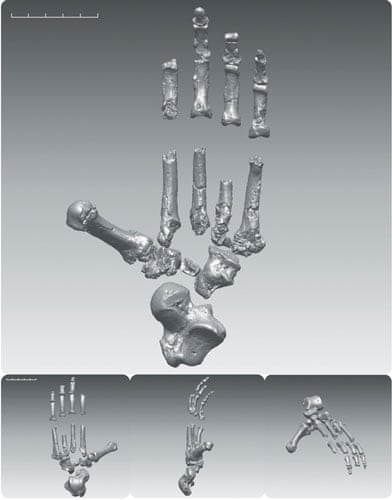 Ardi In Pictures Earliest Human Ancestor Revealed Science