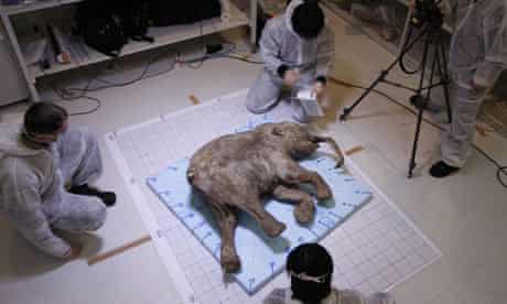 Scientists perform an autopsy and DNA analysis on Lyuba, a wooly mammoth