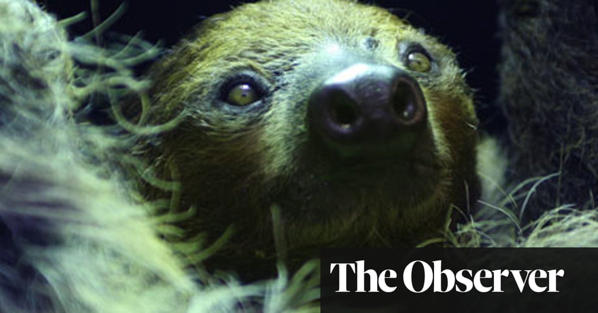 The world's strangest nocturnal animals | Wildlife | The Guardian