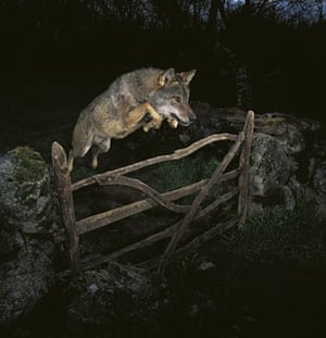 Winners: Veolia Environnement wildlife photographer of the year 2009