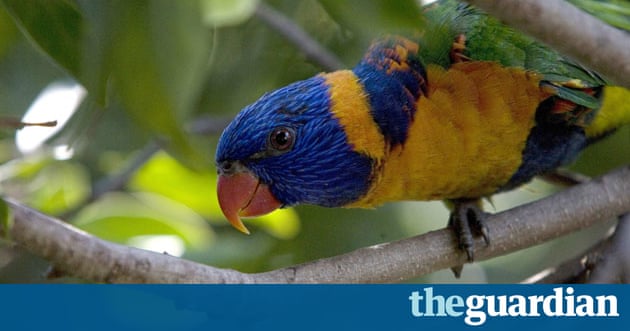 Rainbow Lorikeet Food Recipes Rainbow Lorikeet Food Recipes