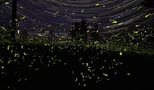 National Geographic: firefly activity