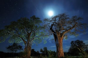 National Geographic: Baobab trees lit up against the dark African sky
