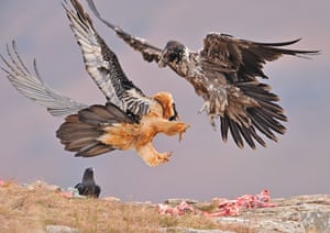 National Geographic: An adult and a juvenile Bearded Vulture