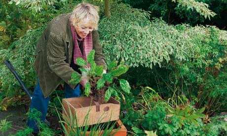 Carol Klein free plants
