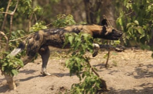 week in Wildlife: A critically endangered African wild dog (Lycaon pictus), Zimbabwe