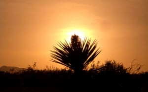 week in Wildlife: Mojave Desert Climate Change, Nitrogen Loss Threaten Plant Life