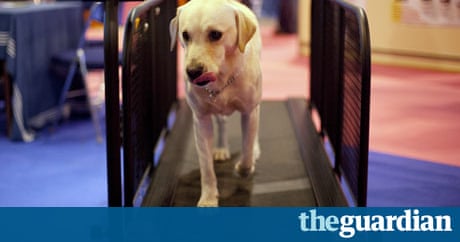 Britain S Problem With Pets They Re Bad For The Planet