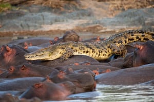 Hippos attack croc: Spectacular Images of a Rare Battle of Beasts
