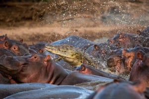 Hippos attack croc: Hippopotamus attacks Crocodile on the river Nile