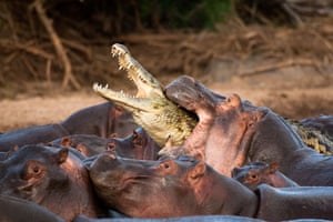 Hippos attack croc: Hippopotamus attacks Crocodile on the river Nile