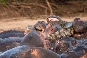 Hippos attack croc: Hippopotamus attacks Crocodile on the river Nile