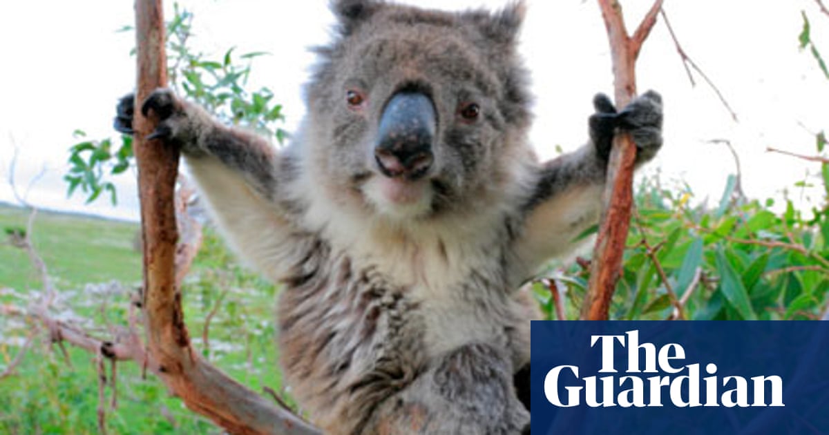 The Koala Wars Environment The Guardian
