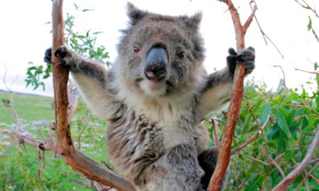 The koala wars, Endangered species