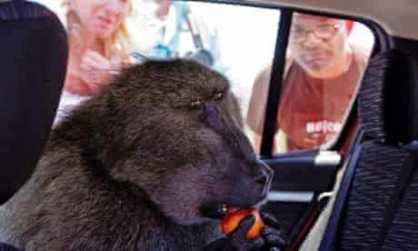 cape town baboons