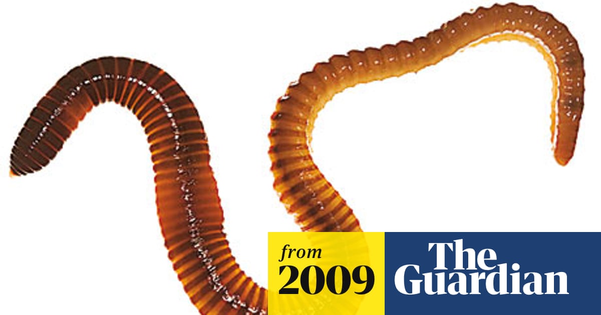 Why are There Worms in My Bird Seed: Causes & Easy Fixes